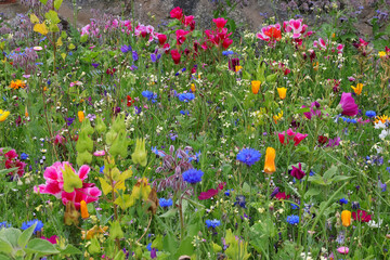 Blumenwiese, bunt, Bienenweide, Blumen, Blüten, Wiese, Garten, Sommer