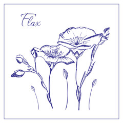 Flax flowers. Hand drawn illustration, editable, vector. 