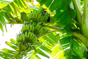 banana and banana tree,Banana tree with a bunch of bananas in the garden