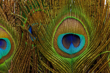 macro peacock feathers,Peacock Feathers Background