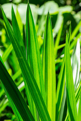 Pandan leaf texture macro,close up green pandan leaf texture