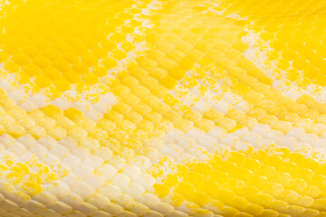 Yellow snake skin texture,Leather products. Yellow leather,Snake skin