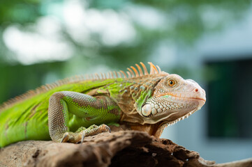 lizard, animal, green lizard with blur background