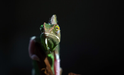 chameleon with blur background, predator