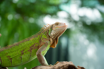 lizard, animal, green lizard with blur background