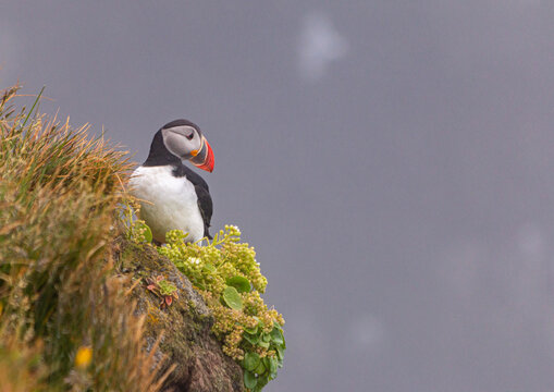 Puffins in Látrabjarg Iceland