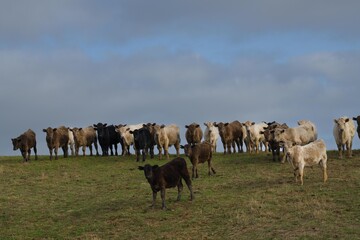 sustainable carbon neutral farming being practiced. regenerative raised cows in a field. agricultural technology innovation. 