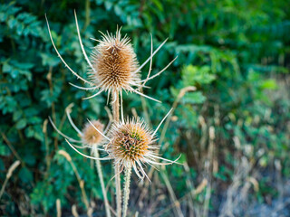 Dipsacus fullonum - is a species of flowering plant known by the common names wild teasel or fuller's teasel. Is a herbaceous biennial plant growing to 1–2.5 metres tall. The inflorescence is a cylind