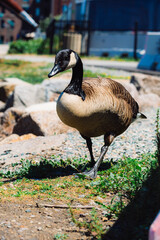 goose on the water