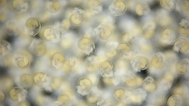 Movement of veliger mollusk larvae in laid eggs under a microscope, class Gastropoda. The specimen was found in the White Sea.