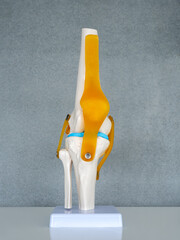 Close-up white human anatomy model of knee, knee-joint, patella and leg tendons on shelf on grey...