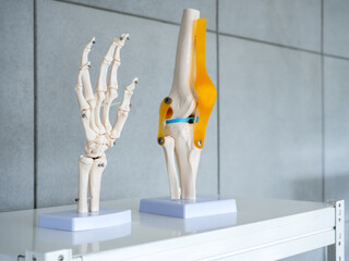 Close-up white human anatomy model of hand, wrist and knee-joint, patella and leg tendons on shelf in doctor room. Vision scientific human part skeleton. Science, physical, medical concept.