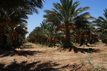 Ripe yellow dates on the palm tree, selective focus on the date