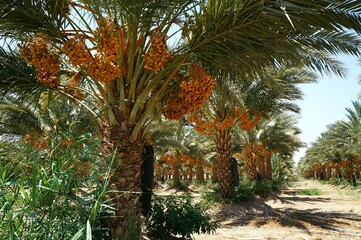 Ripe yellow dates on the palm tree, selective focus on the date