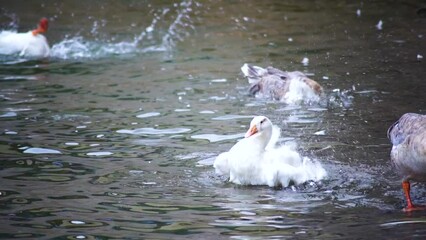 slow motion shot of flock of ducks splashing in the water of nani jheel bhimtal lake showing the natural bird population diversity in this beautiful tourist paradise