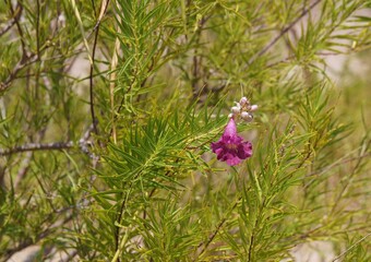Desert willow (Chilopsis linearis) blossom