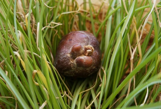 Hyphaene thebaica (Doum) palm tree ripe fruit