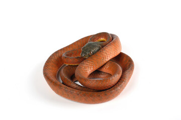 Baby Red Boiga Snake (Boiga nigriceps) isolated on white background.