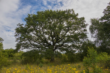Solitary tree with many branches