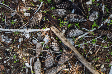 Cones on ground at forest at daylight
