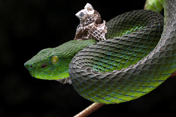 Barat Bamboo Pitviper (Trimeresurus popeiorum barati) in the process of moulting. Trimeresurus popeiorum barati is a venomous pitviper subspecies endemic to Indonesia.  
