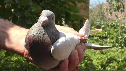 A carrier pigeon or a sports pigeon in a summer garden, these are pigeons that were previously used to transmit messages 