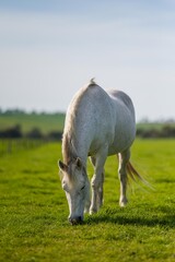 beautiful horse in a field 
