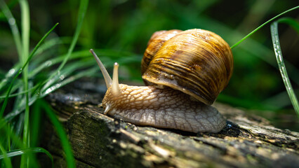 snail on a ground