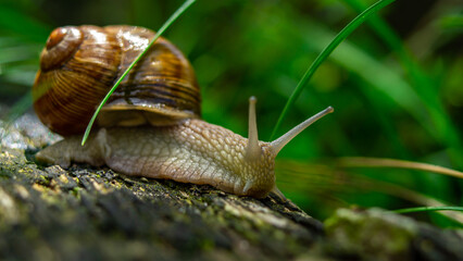 snail on a old wooden board