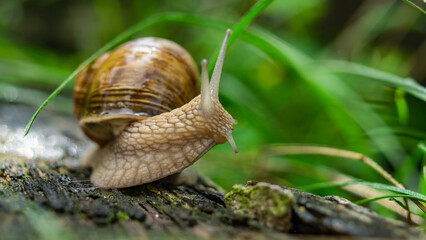 grape snail crawls on the plank near the green grass