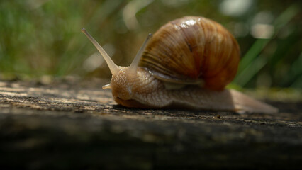 snail in grass