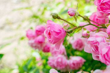 Fototapeta na wymiar background of many small pink roses flowers in spring. small pink roses High quality photo