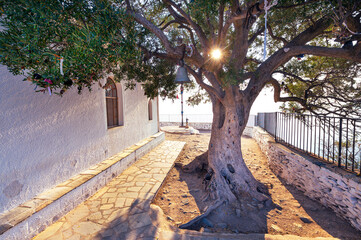 Sun rays on the olive tree. Morning at the Skopelos church yard. - obrazy, fototapety, plakaty