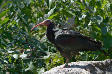 Ibis eremita against the background of green trees