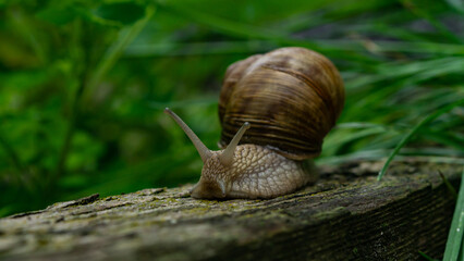 snail in green grass