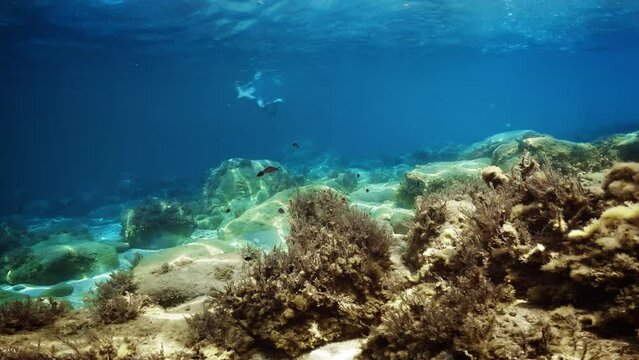 Relaxing view of Underwater Life 