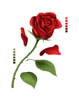 Rose hand drawing and mesh colored. A blossoming rosebud. Vector illustration.