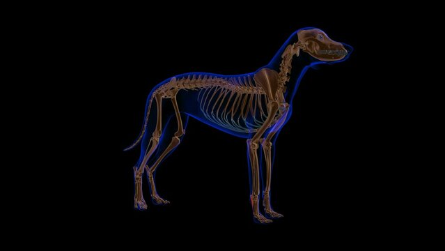 Abductor Digiti muscle Dog muscle Anatomy For Medical Concept 3D Animation
