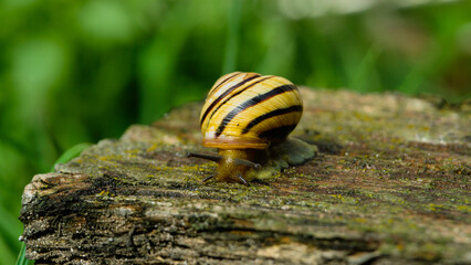 snail on a old wooden background