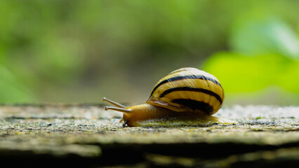 snail crawls up on the road