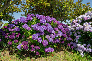 Dark purple and pale pink hydrangea macrophylla or hortensia flowers