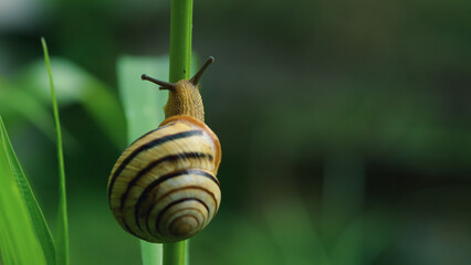 snail on a green stalk of grass