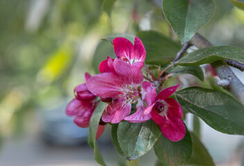 macro photography. desktop wallpaper with flowers. floral background. romantic wallpaper. flowers on an apple tree. pink apple blossoms