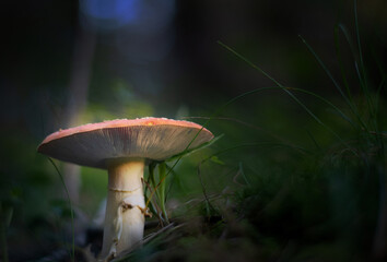 Shot of group edible mushrooms. Edible mushrooms. Close up of poisonous mushroom