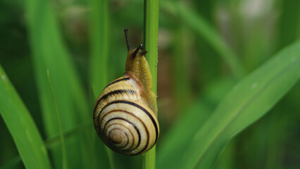 snail crawls up the grass stalk