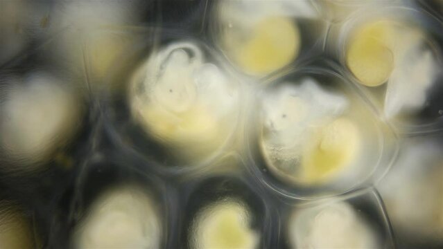 Movement of veliger mollusk larvae in laid eggs under a microscope, class Gastropoda. The specimen was found in the White Sea.