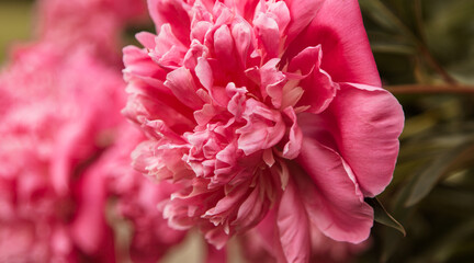 macro photography. desktop wallpaper with flowers. floral background. romantic wallpaper. delicate peonies close-up