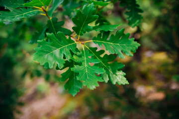 Oak leaves close-up. Tree branches with fresh green leaves. Spring background. Park or forest.