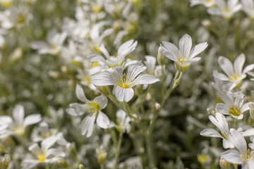 macro photography. desktop wallpaper with flowers. floral background. delicate white flowers. small flowers close-up. romantic wallpaper