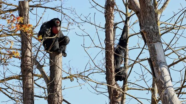The black-headed spider monkey, Ateles fusciceps is a species of spider monkey, a type of New World monkey, from Central and South America.